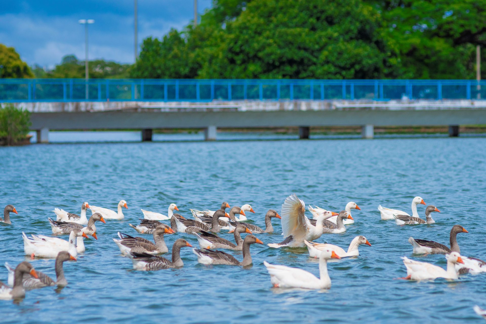 Você está visualizando atualmente Lago do Parque da Cidade terá show com saxofonista no pôr do sol de domingo