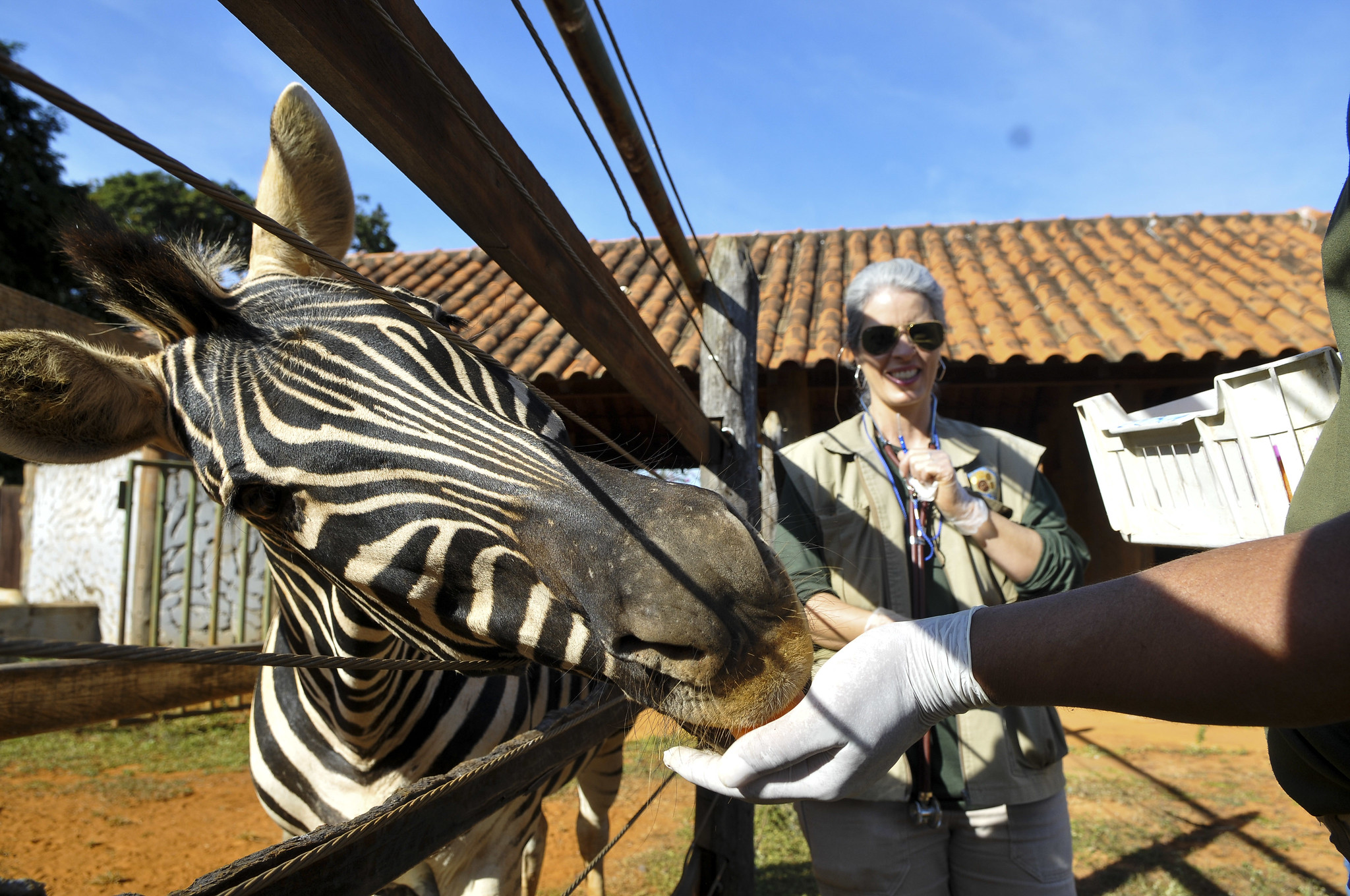 Leia mais sobre o artigo Arraiá Animal: Festa Junina do Zoológico de Brasília Promete Diversão e Comidas Típicas