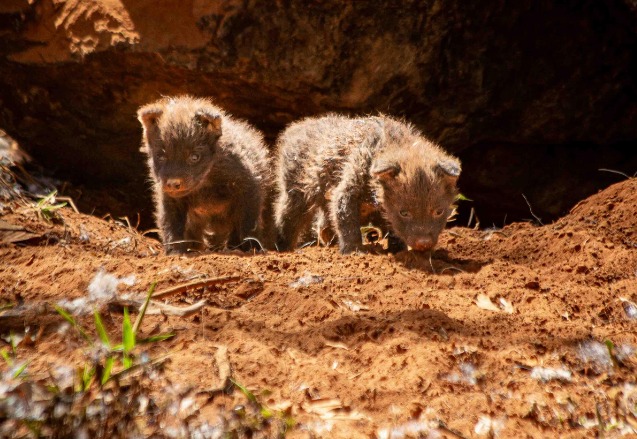 Leia mais sobre o artigo Nascimento de Lobos-Guará é Celebrado no Zoológico de Brasília